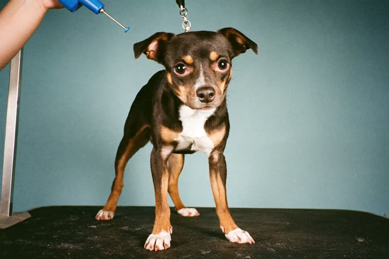 A small dog waiting calmly on a grooming table