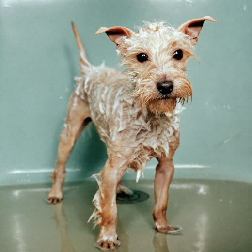 A small dog being bathed and shampooed
