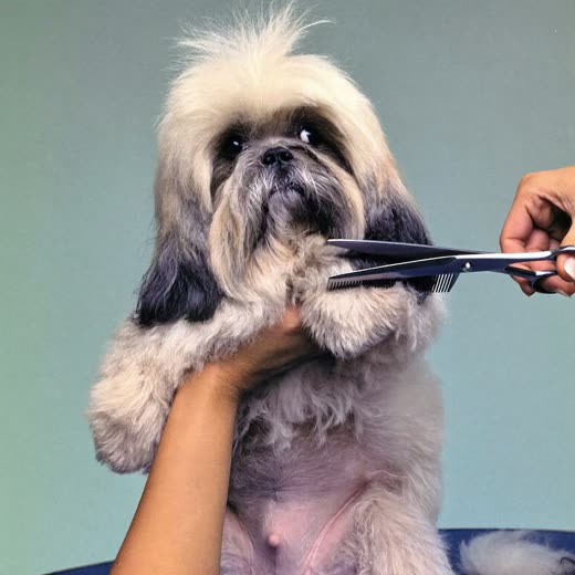 A curly-coated dog having its coat trimmed