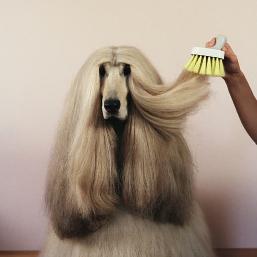 A long-haired dog being brushed and de-shedded