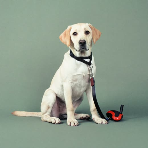 An alert young dog sitting to attention beside a training lead